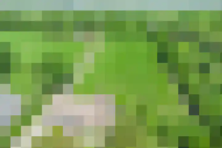 Esveldsdijk 4 Harfsen thumbnail 52