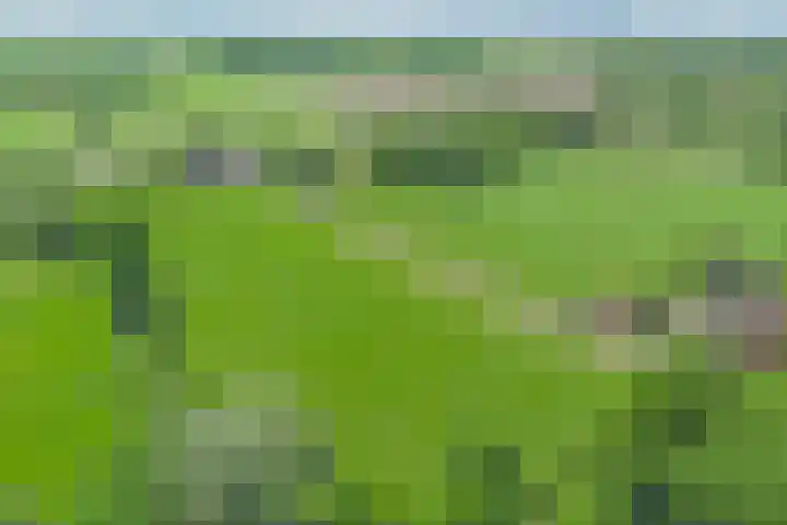 Esveldsdijk 4 Harfsen thumbnail 53