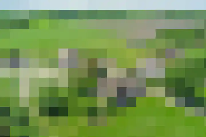 Esveldsdijk 4 Harfsen thumbnail 56