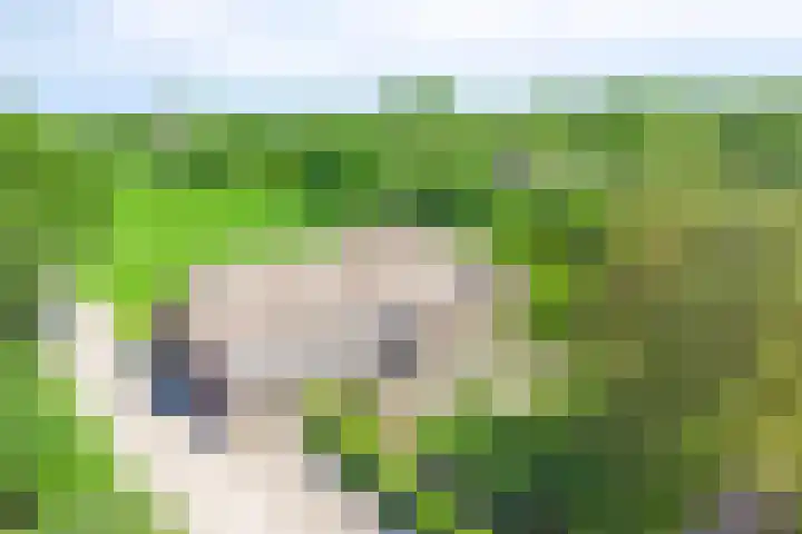 Esveldsdijk 4 Harfsen thumbnail 63