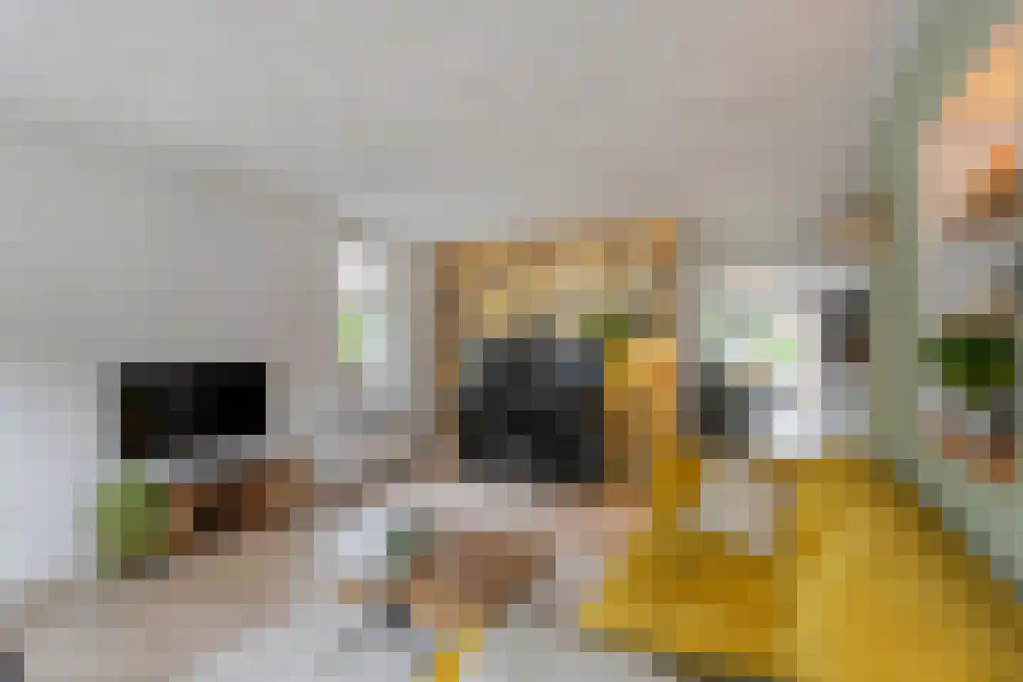 Eswal 1 Rolde thumbnail 8