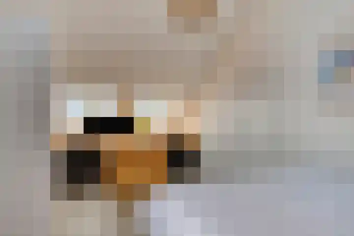 Esweg 4 Dwingeloo thumbnail 21