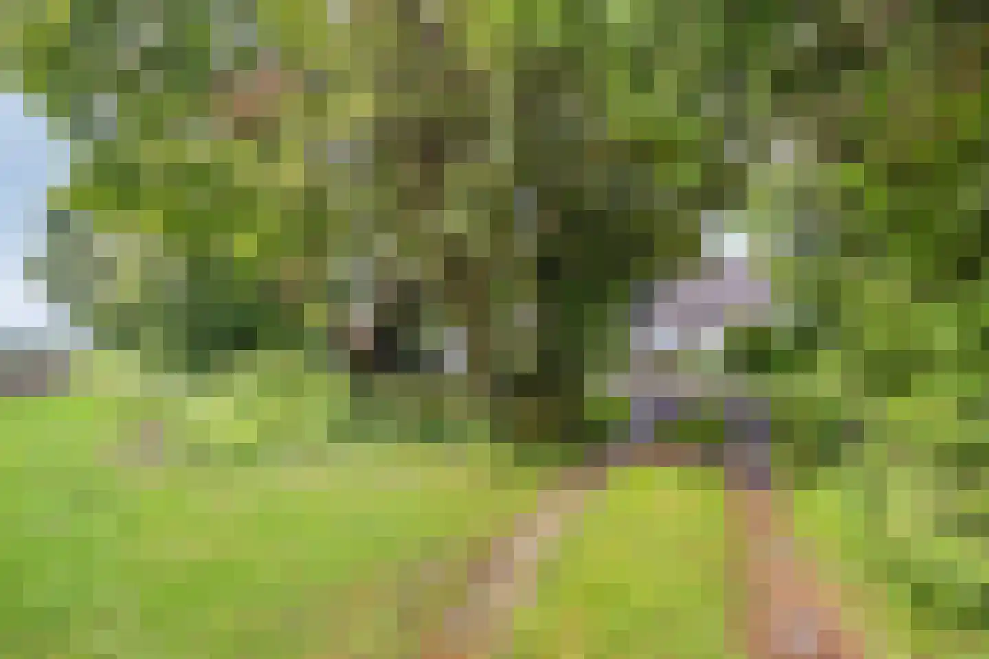 Esweg 55 Eelde thumbnail 64
