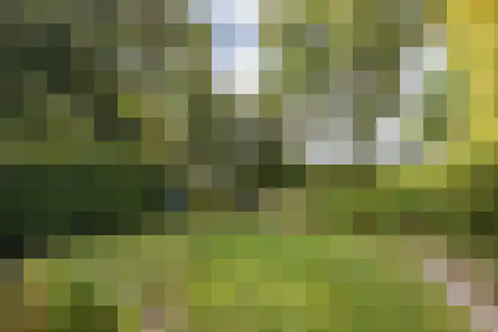 Etstoel 20 Vries thumbnail 52
