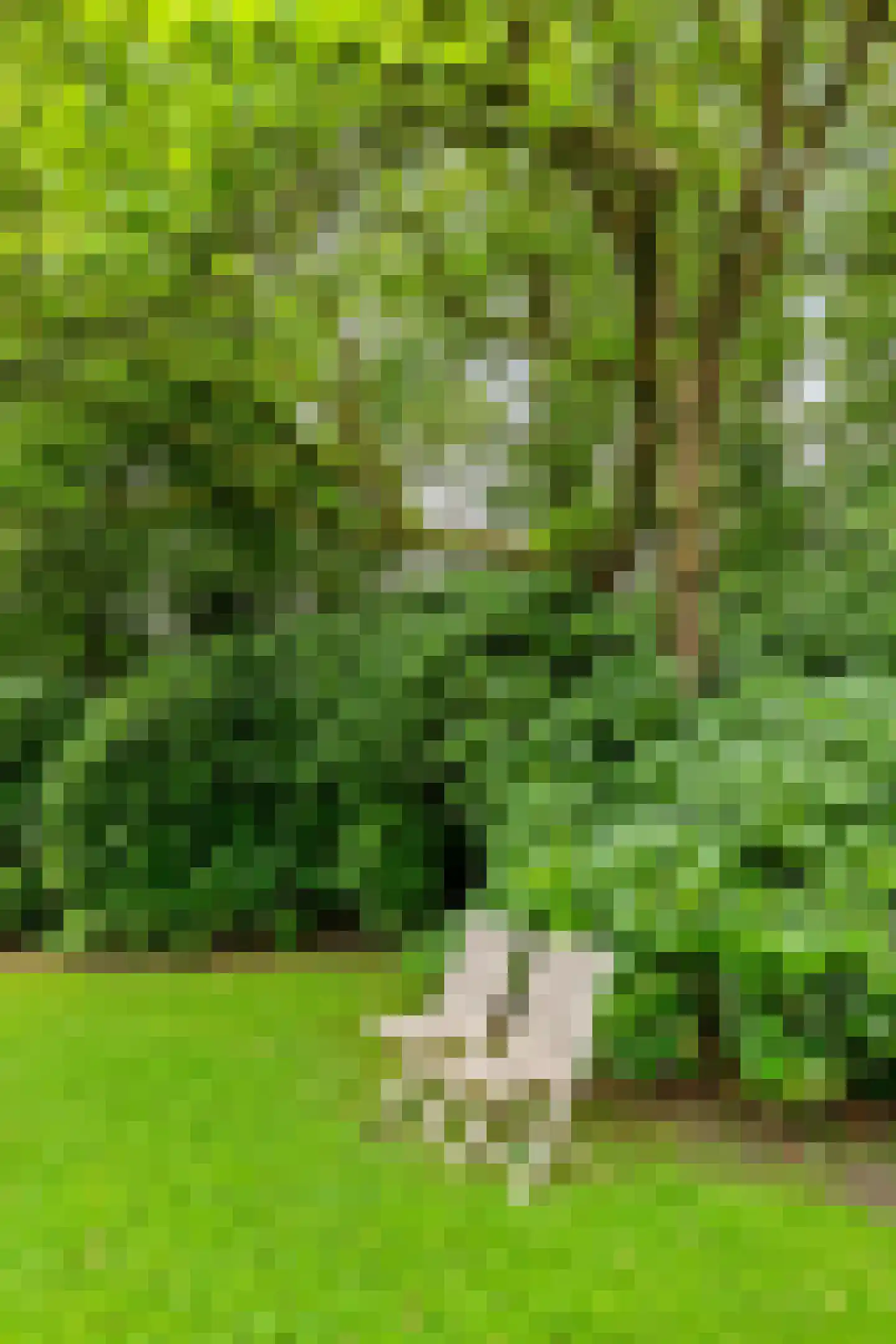 Ettenlaan 15 Rolde thumbnail 15