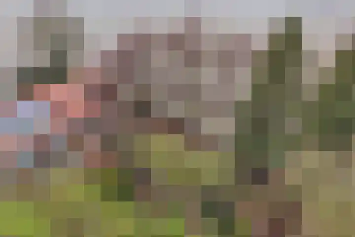 Ettenlandseweg 22 A Marknesse thumbnail 15