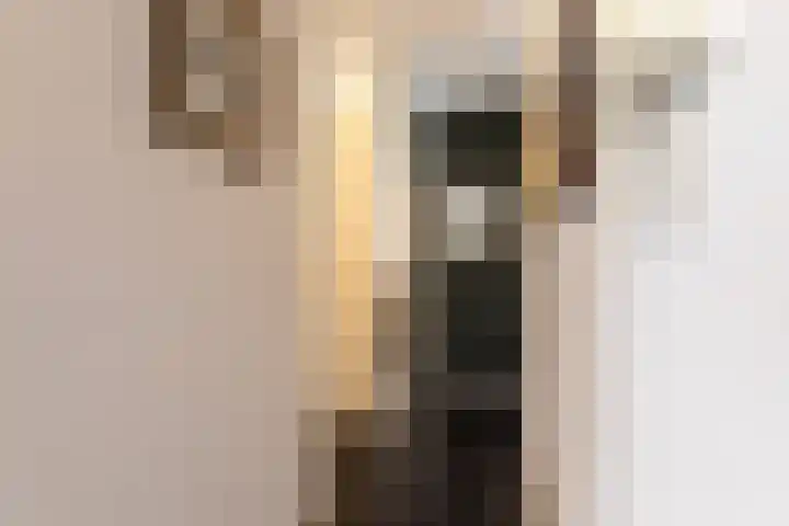 Europalaan 251 Brunssum thumbnail 17