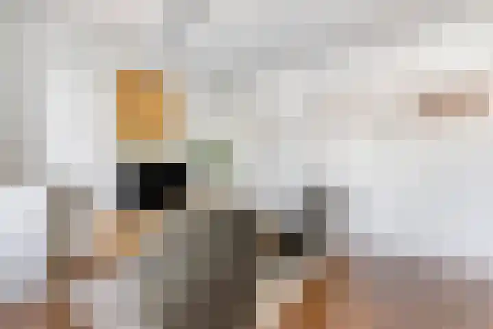 Europalaan 469 Tilburg thumbnail 9
