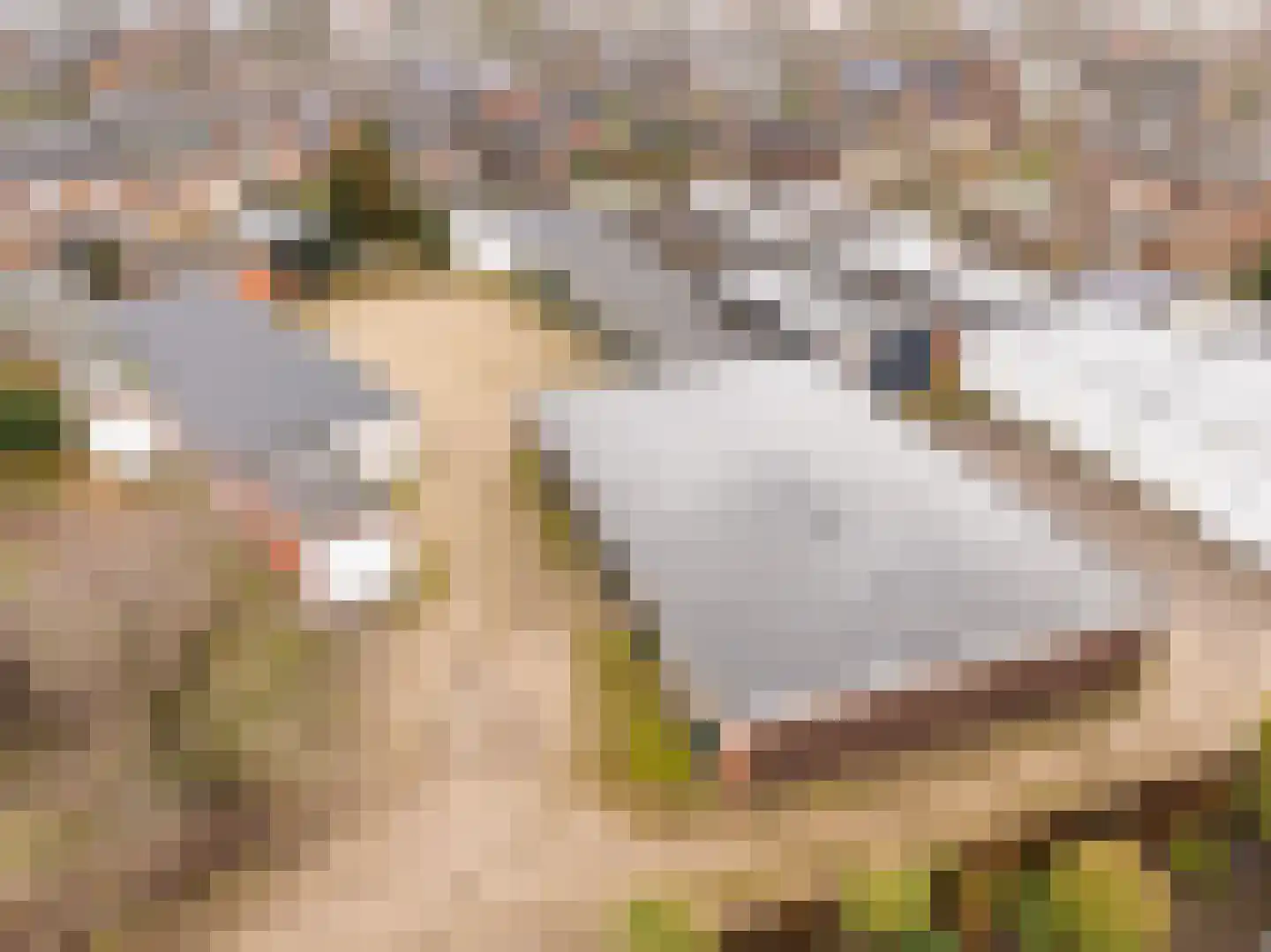 Europalaan 55 Rheden thumbnail 5