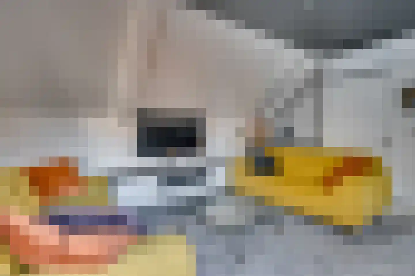 Europalaan-Centrum 31 Herkenbosch thumbnail 30