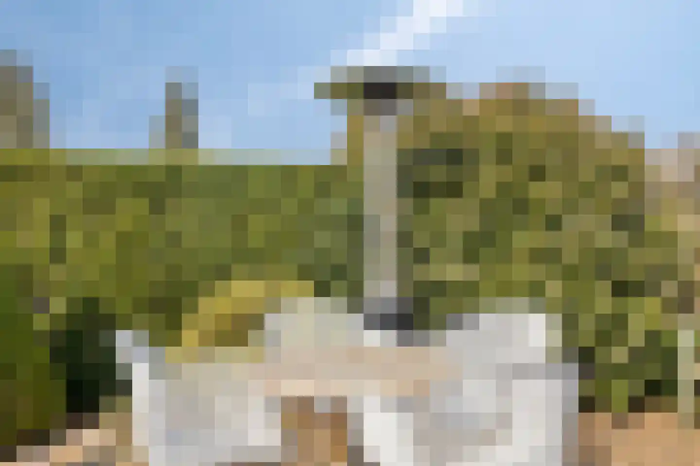 Europalaan-Oost 37 Herkenbosch thumbnail 48