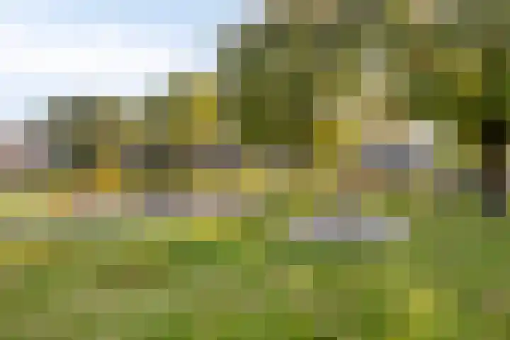 Europalaan-Oost 7 Herkenbosch thumbnail 34