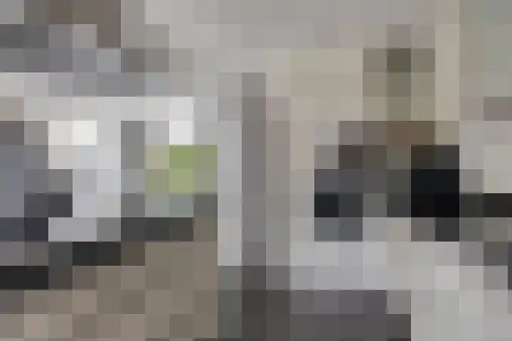 Europalaan-Oost 7 Herkenbosch thumbnail 9