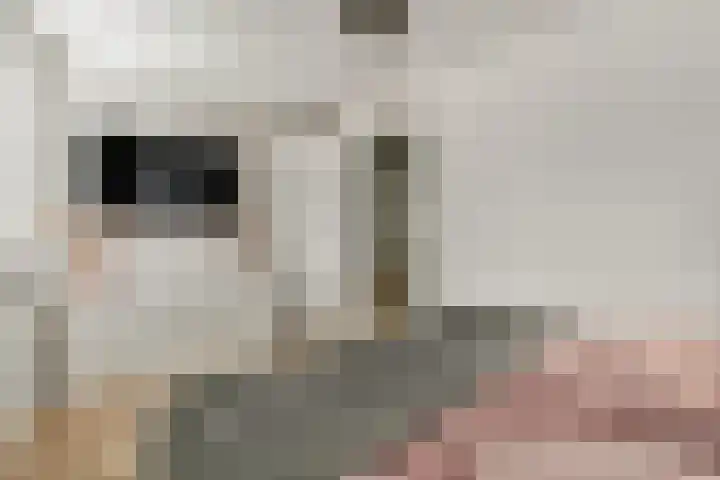 Europarei 52 Uithoorn thumbnail 27