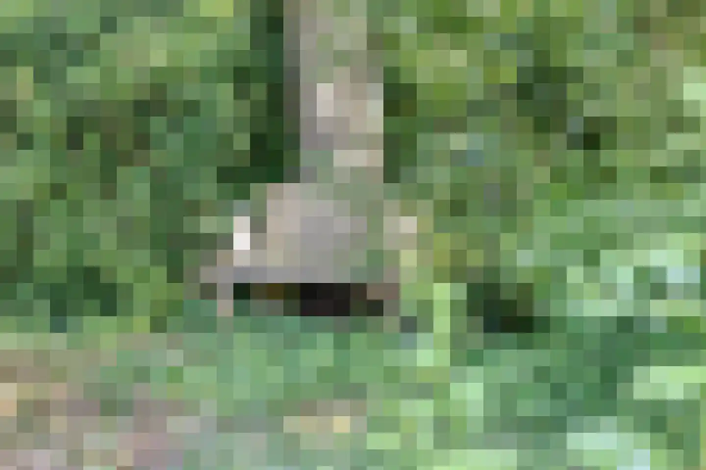 Europasingel 2 Vroomshoop thumbnail 64