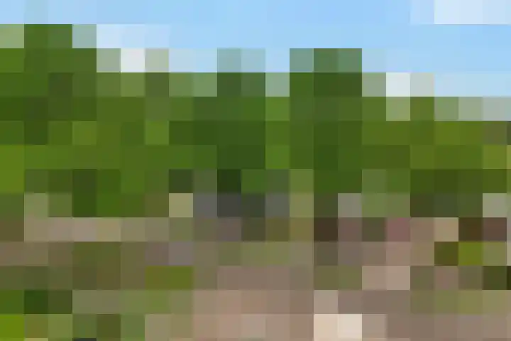 Europaweg 114 Nieuw-Schoonebeek thumbnail 4