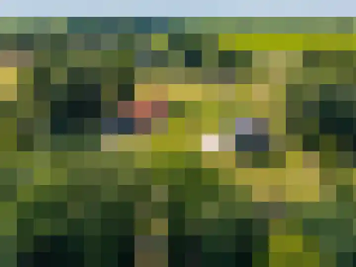 Europaweg 325 Nieuw-Schoonebeek thumbnail 32