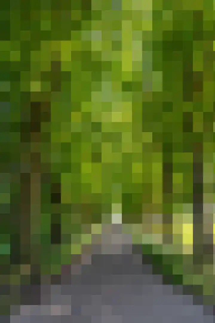 Europaweg 327 Nieuw-Schoonebeek thumbnail 6