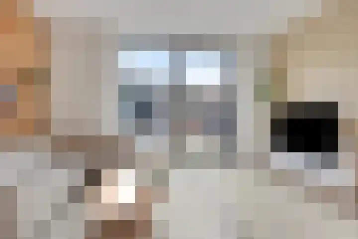 Euryzaplein 6 Zwijndrecht thumbnail 9