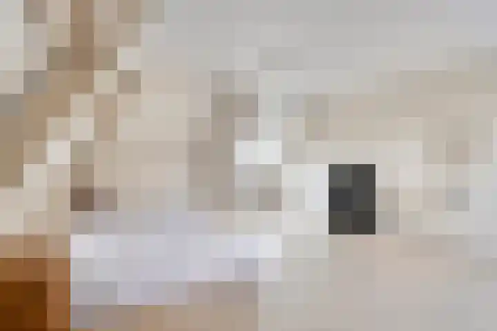Evenestraat 2 a Maarheeze thumbnail 33