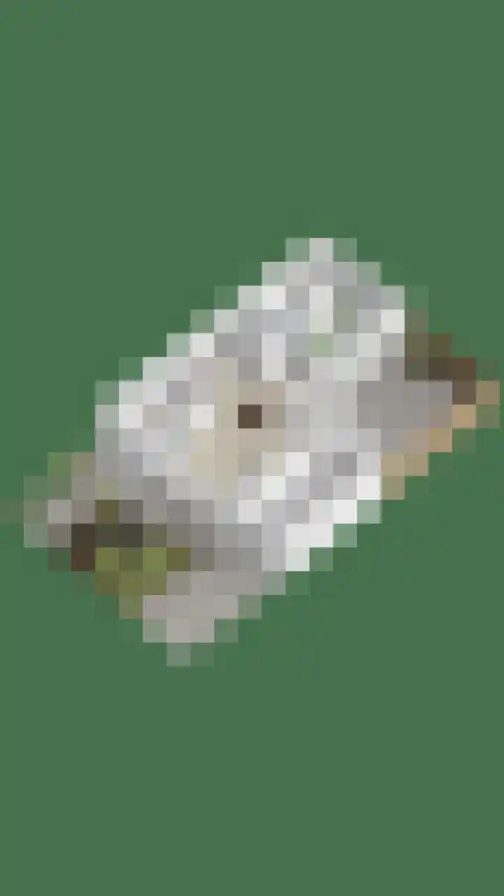 Everarduspad 3 Berlicum thumbnail 41
