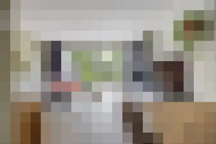 Everdonk 12 Breda thumbnail 21