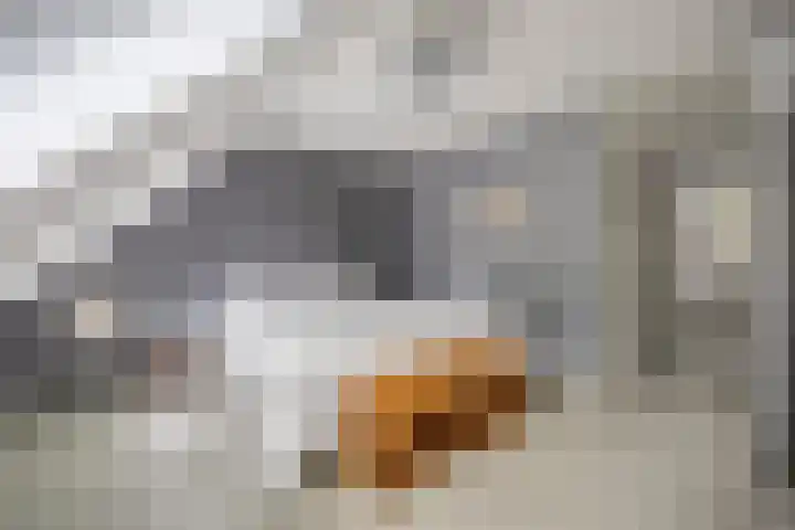 Everdonk 12 Breda thumbnail 4