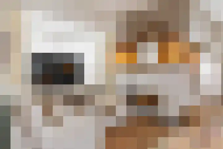 Everlaan 19 Apeldoorn thumbnail 9
