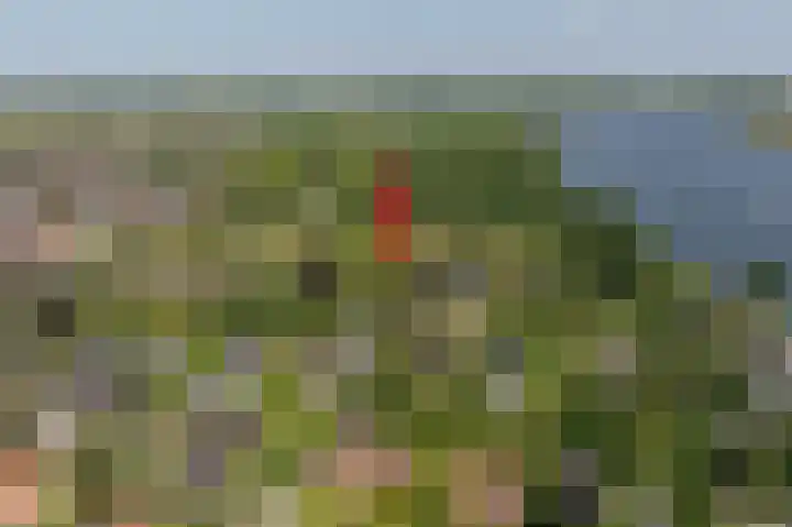 Everocken 16 Mijnsheerenland thumbnail 15