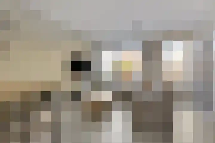 Evershoef 17 Oost West en Middelbeers thumbnail 9