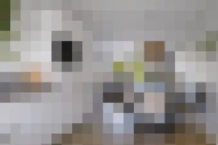Evert Egbertsstraat 2 Sneek thumbnail 11