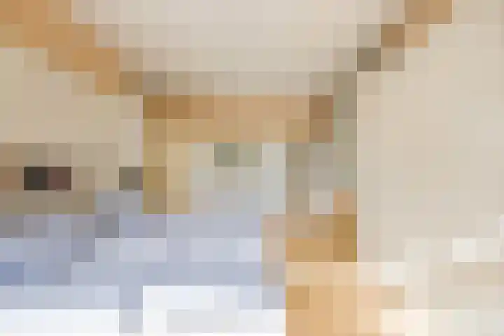 Evertas 2 Laren thumbnail 24