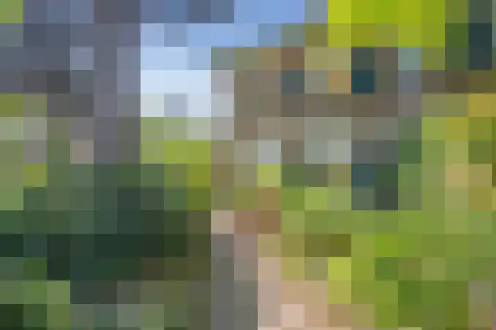 Evertas 2 Laren thumbnail 4