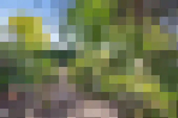 Evertas 2 Laren thumbnail 5