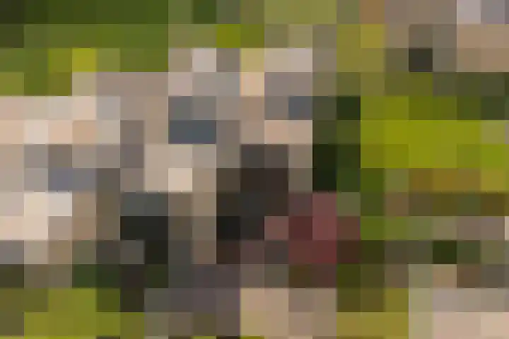 Everwijnlaan 13 Arnhem thumbnail 31