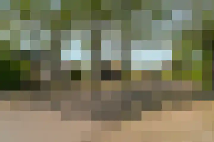 Everwijnlaan 13 Arnhem thumbnail 39