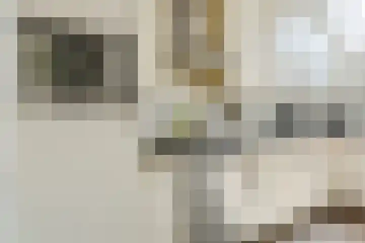 Evieveld 1 Gemert thumbnail 16