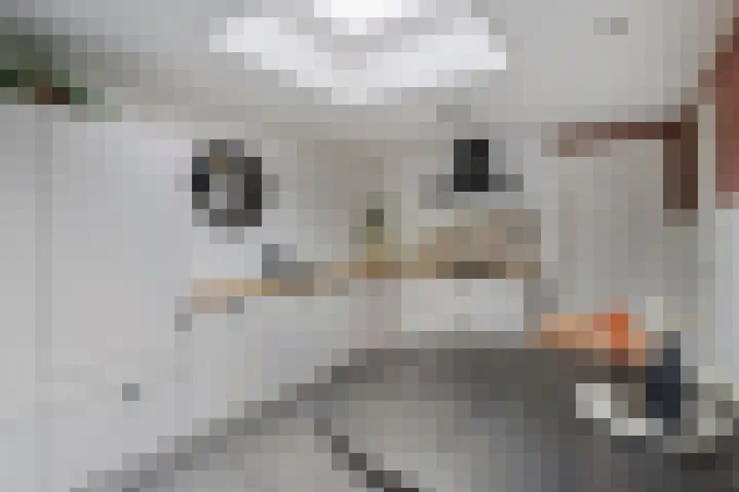 Evieveld 9 Gemert thumbnail 4
