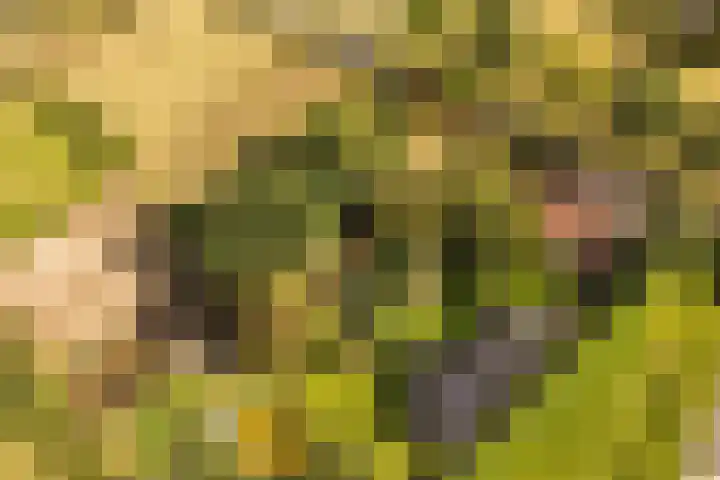 Ewijkseweg 4 Overasselt thumbnail 47