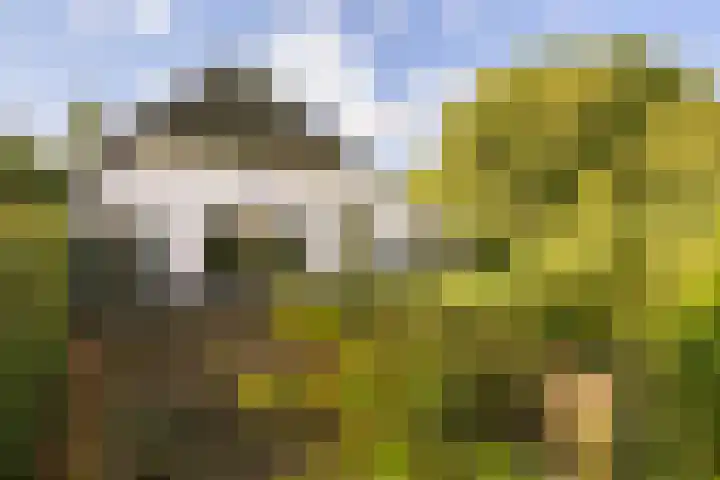 Ewijkseweg 4 Overasselt thumbnail 52