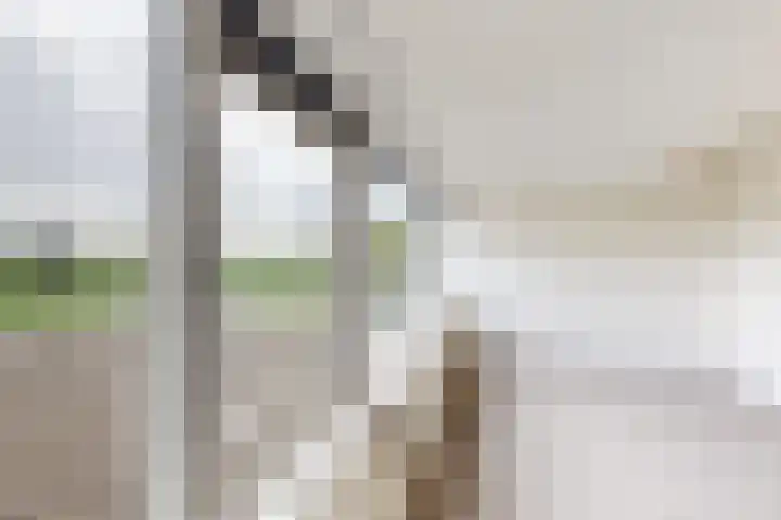 Ewoudsdam 20 Zevenbergschen Hoek thumbnail 46