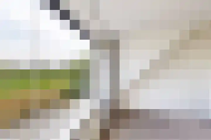 Ewoudsdam 20 Zevenbergschen Hoek thumbnail 51