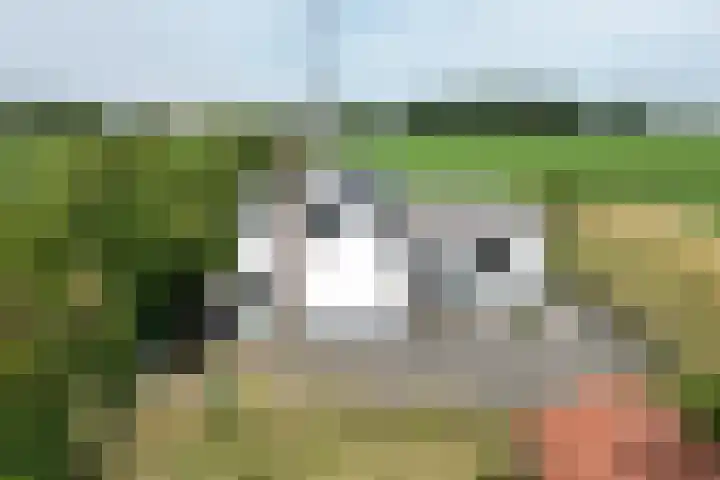 Ewoudsdam 20 Zevenbergschen Hoek thumbnail 68