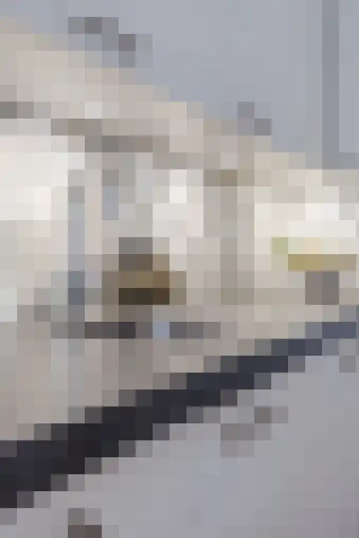 Exdel 19 Landgraaf thumbnail 26