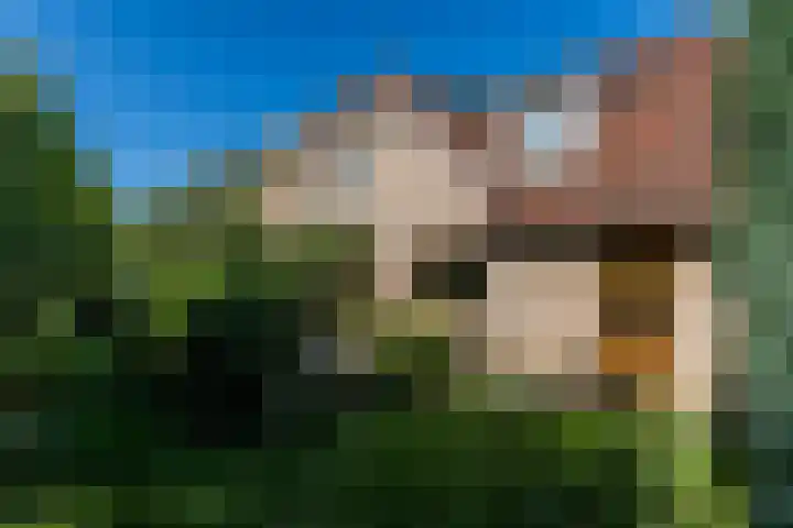 Exelsboom 2 Geleen thumbnail 22