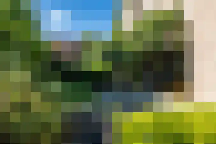 Exelsboom 2 Geleen thumbnail 23