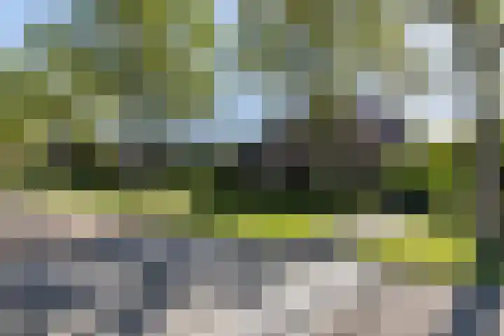 Exelsboom 2 Geleen thumbnail 37