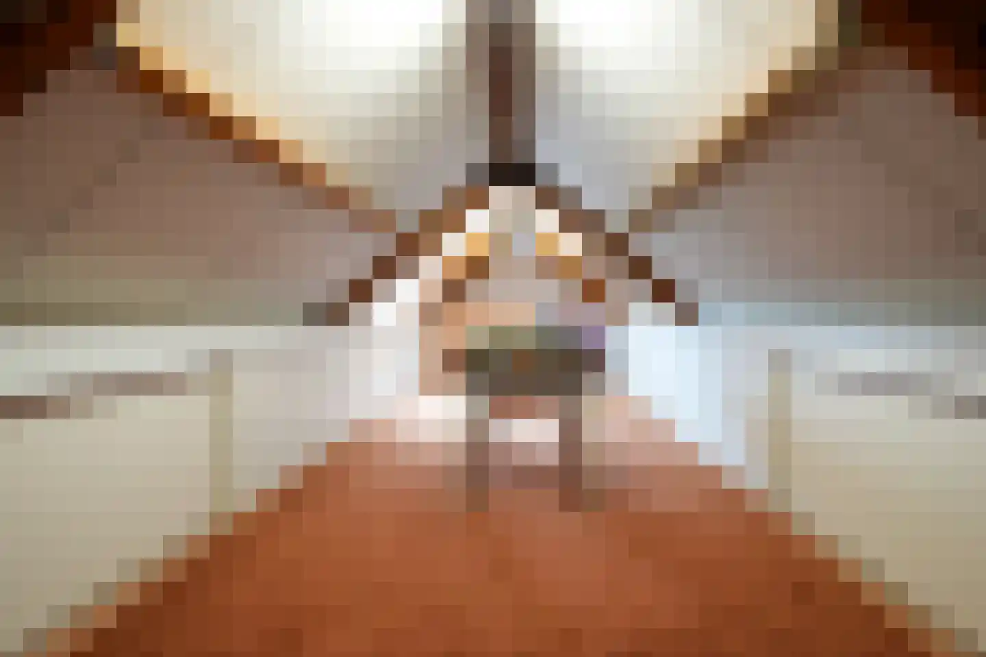 Exelsboom 8 Geleen thumbnail 33