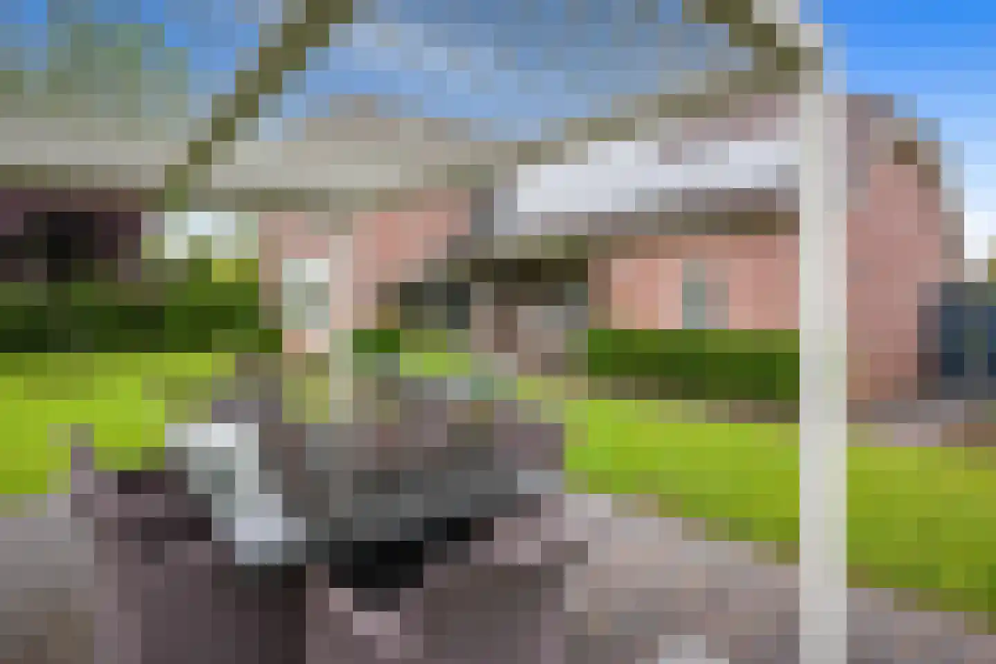 Exelsboom 8 Geleen thumbnail 43