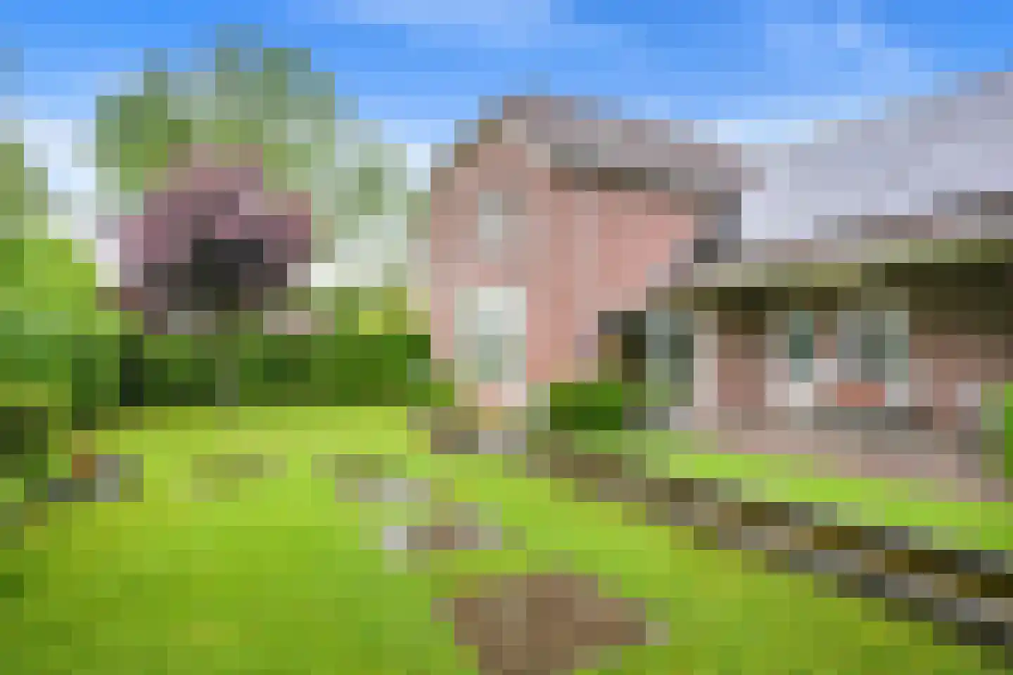 Exelsboom 8 Geleen thumbnail 45